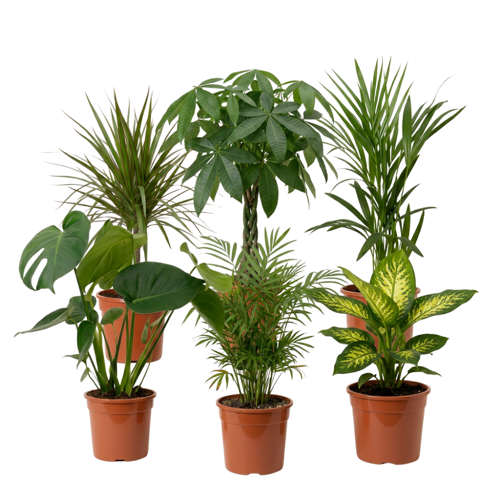 Tropenmix Pflanzenset - Blume Ideal