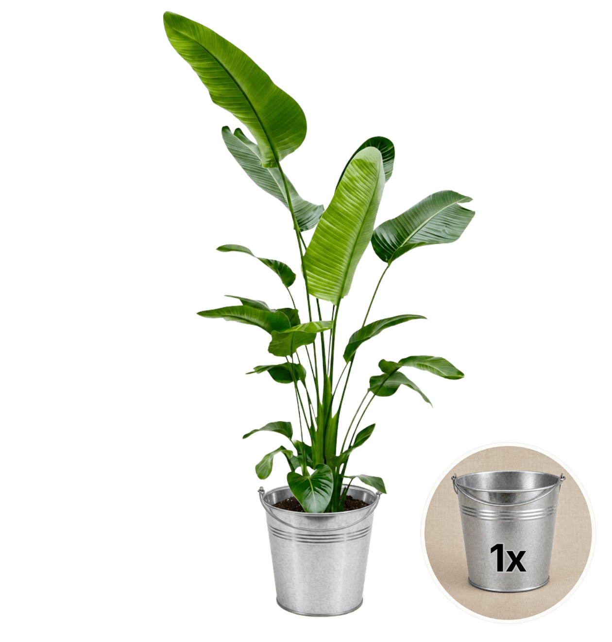 Weiße Paradiesvogelblume + 1x Zinktopf | Strelitzia Nicolai | ca. 45-55 cm | Ø 12-15 cm Topf - Blume Ideal