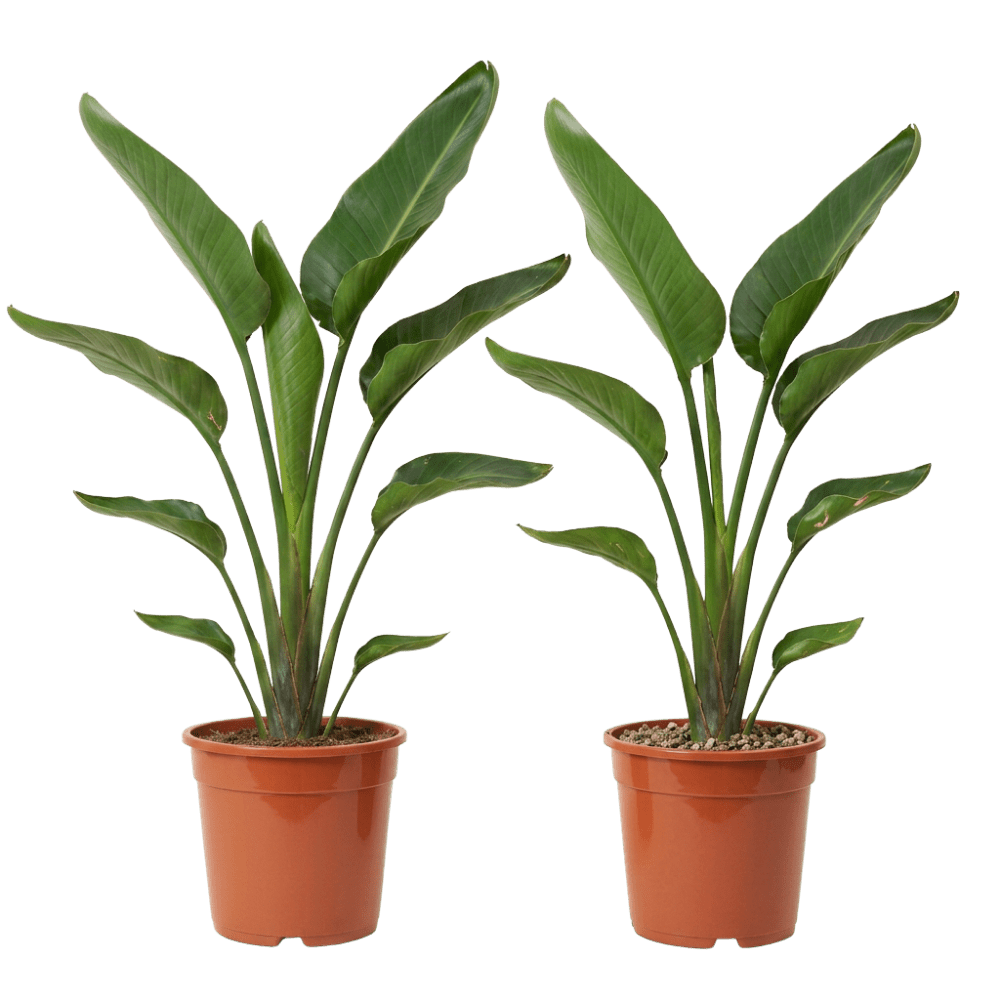 Weiße Paradiesvogelblume | Strelitzia Nicolai - Blume Ideal