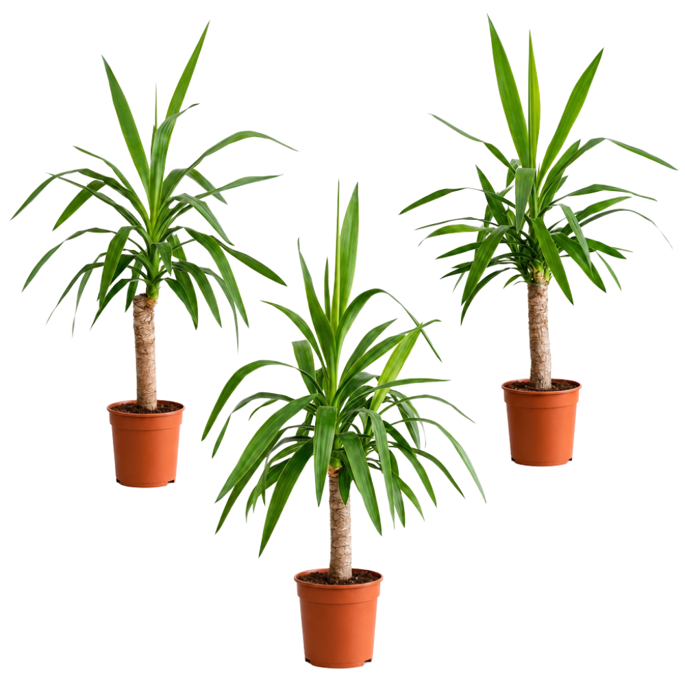 Yucca | 3er-Set | ca. 50 cm | Ø 12-15 cm Topf - Blume Ideal