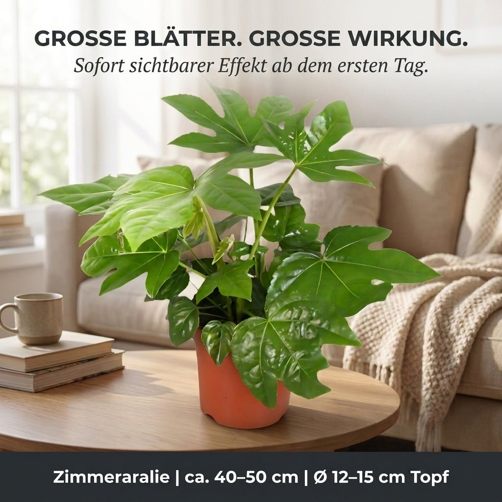 Zimmeraralie + 1x Cremefarbener Zinktopf | Fatsia japonica | ca. 40-50 cm | Ø 12-15 cm Topf - Blume Ideal