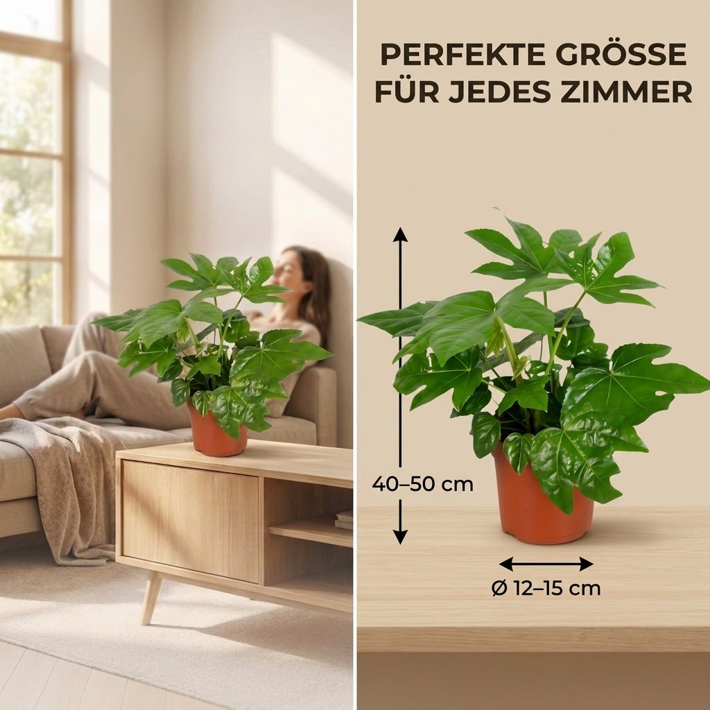 Zimmeraralie + 1x Cremefarbener Zinktopf | Fatsia japonica | ca. 40-50 cm | Ø 12-15 cm Topf - Blume Ideal