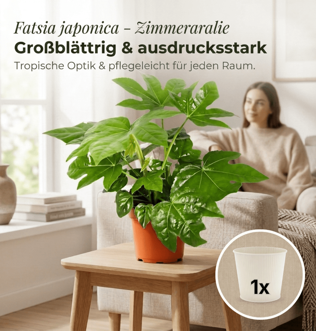 Zimmeraralie + 1x Cremefarbener Zinktopf | Fatsia japonica | ca. 40-50 cm | Ø 12-15 cm Topf - Blume Ideal