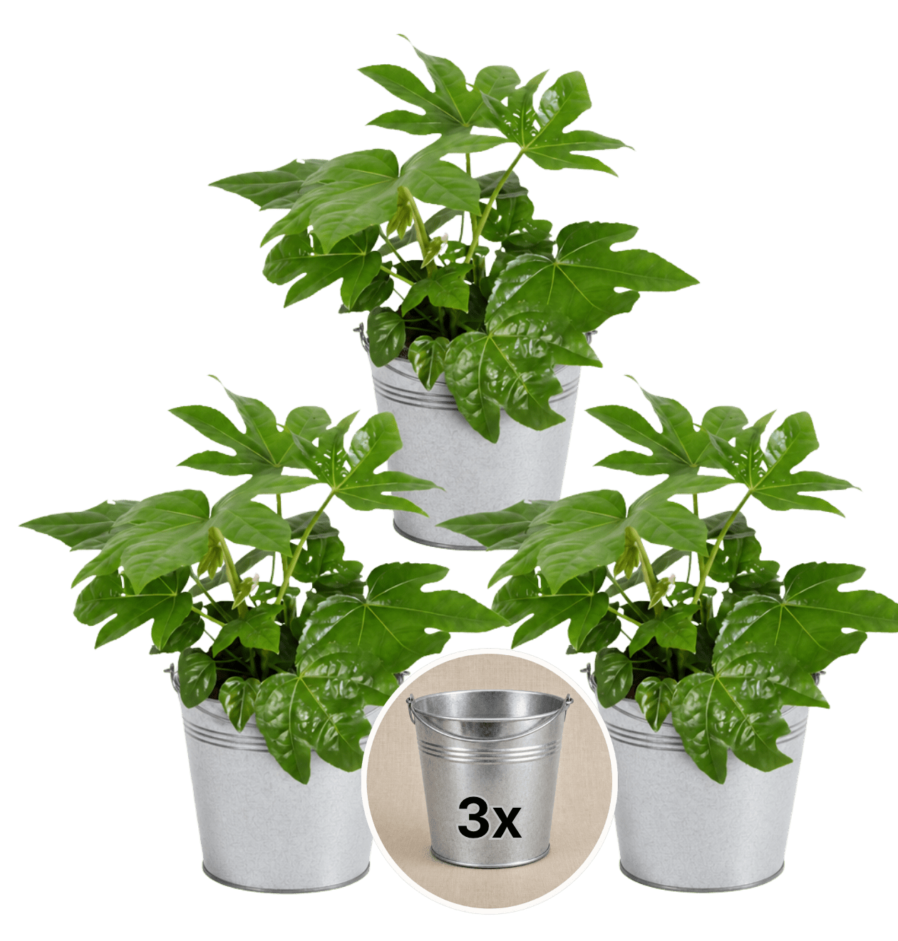 Zimmeraralie + 3x Zinktopf | 3er-Set | Fatsia japonica | ca. 40-50 cm | Ø 12-15 cm Topf - Blume Ideal