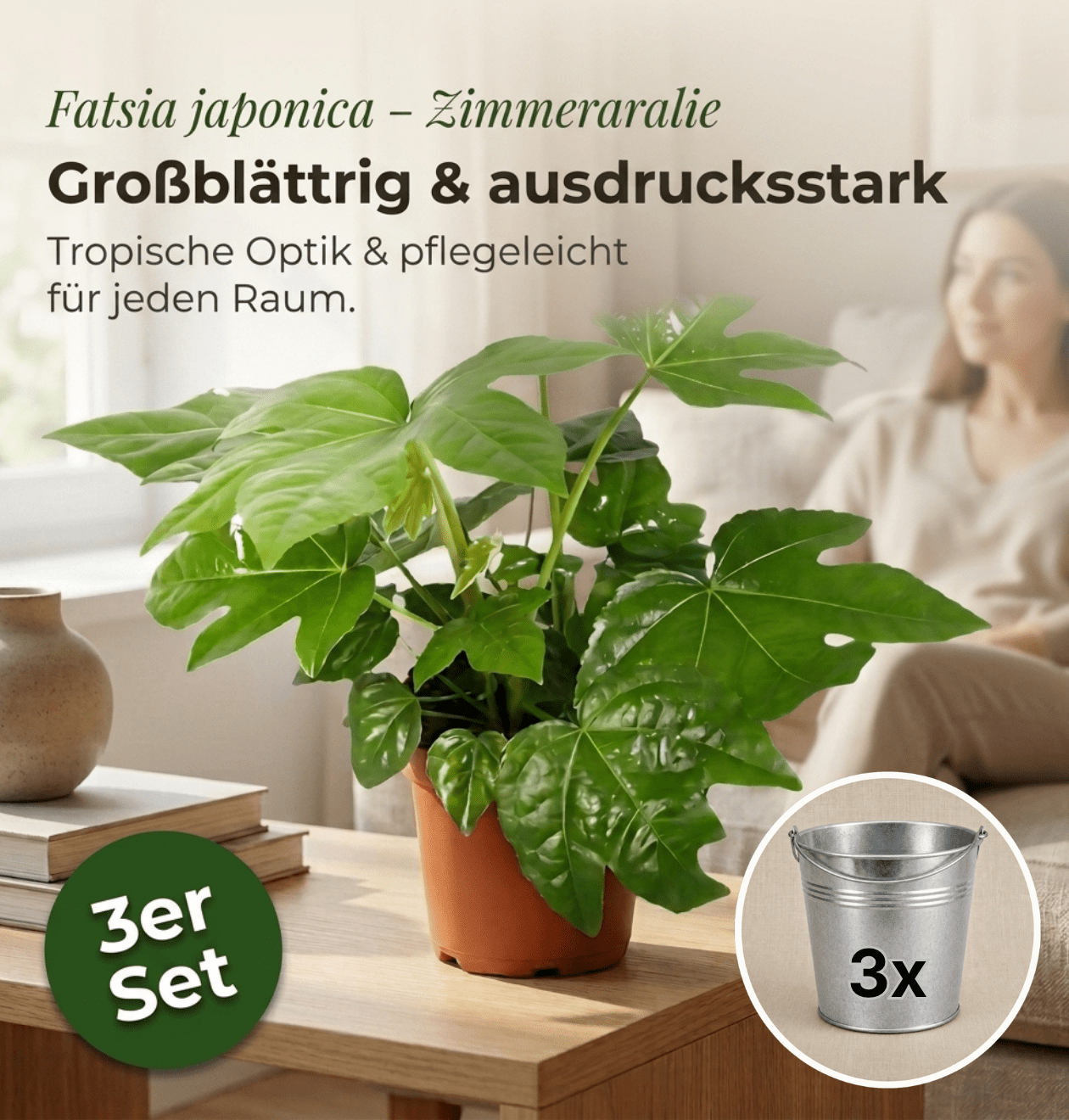 Zimmeraralie + 3x Zinktopf | 3er-Set | Fatsia japonica | ca. 40-50 cm | Ø 12-15 cm Topf - Blume Ideal