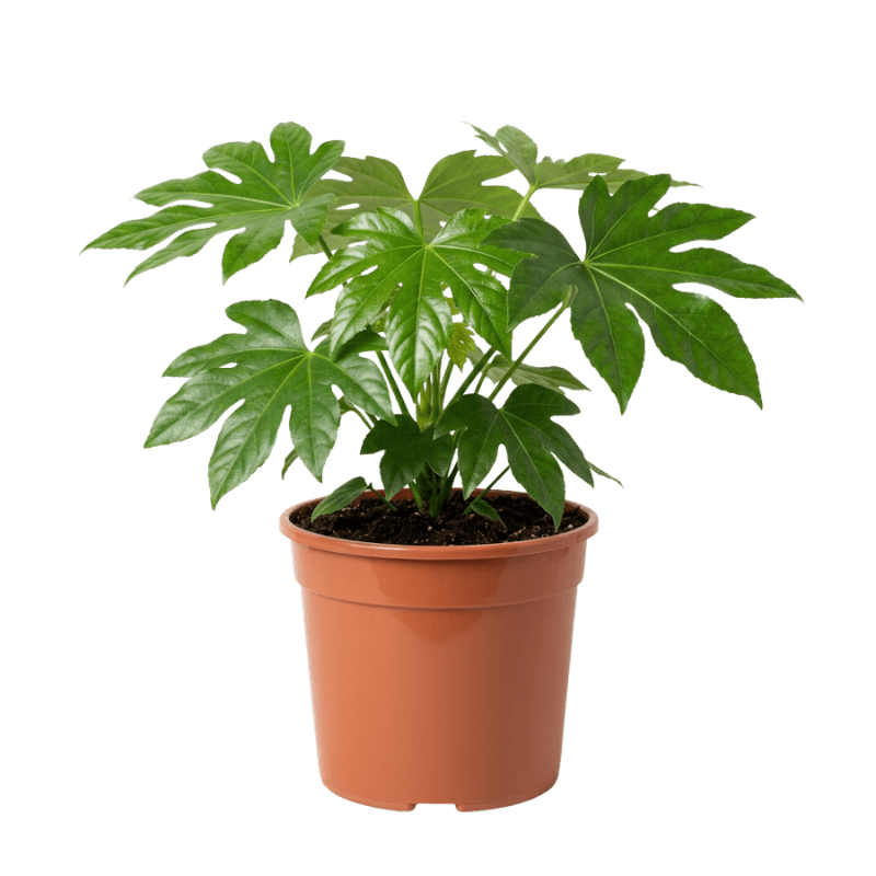 Zimmeraralie | Fatsia japonica - Blume Ideal