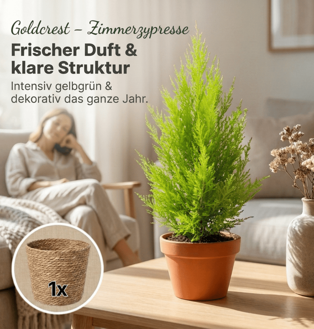 Zimmerzypresse + 1x Seegraskorb | Goldcrest | ca. 40-50 cm | Ø 12-15 cm Topf - Blume Ideal