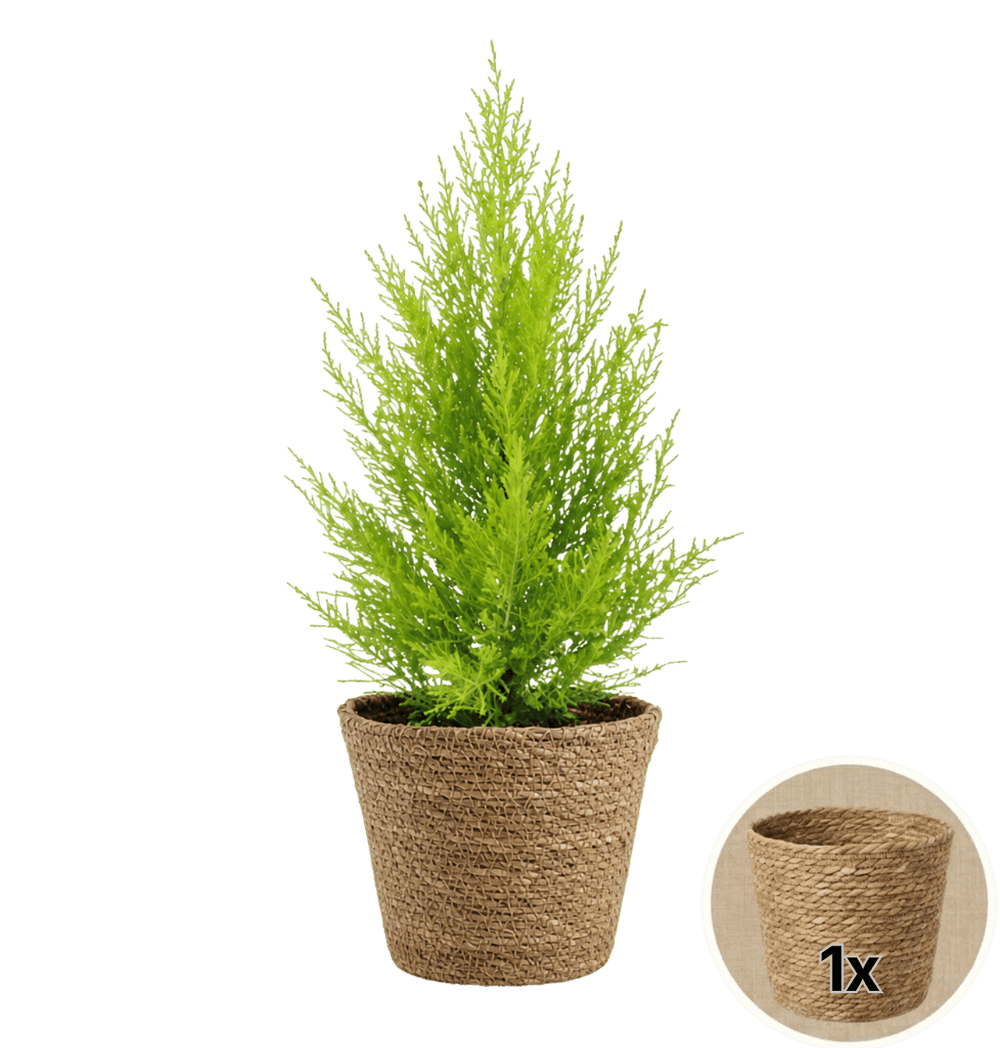 Zimmerzypresse + 1x Seegraskorb | Goldcrest | ca. 40-50 cm | Ø 12-15 cm Topf - Blume Ideal