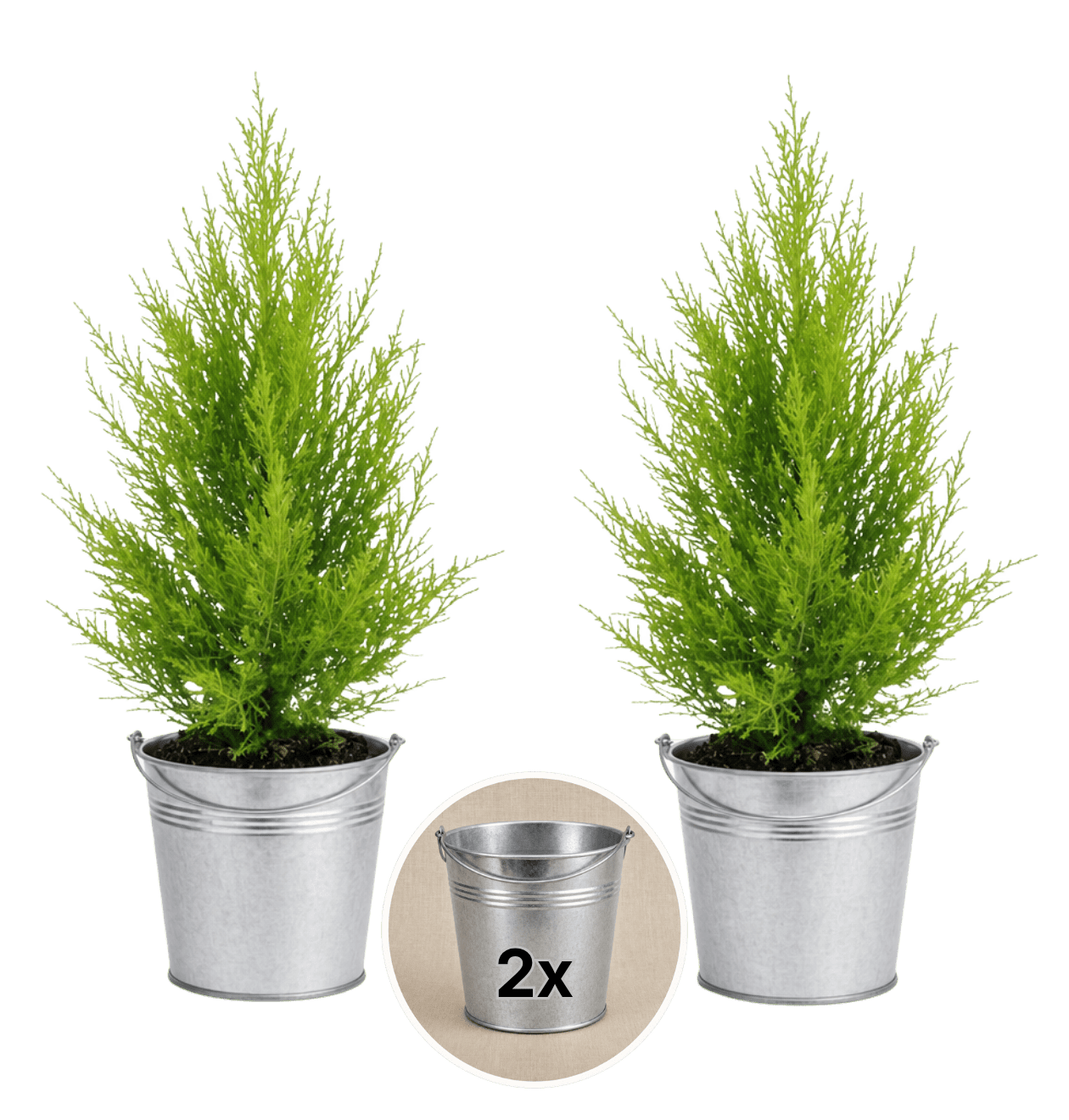 Zimmerzypresse + 2x Zinktopf | 2er-Set | Goldcrest | ca. 40-50 cm | Ø 12-15 cm Topf - Blume Ideal