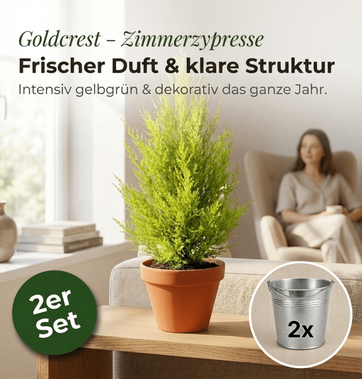 Zimmerzypresse + 2x Zinktopf | 2er-Set | Goldcrest | ca. 40-50 cm | Ø 12-15 cm Topf - Blume Ideal