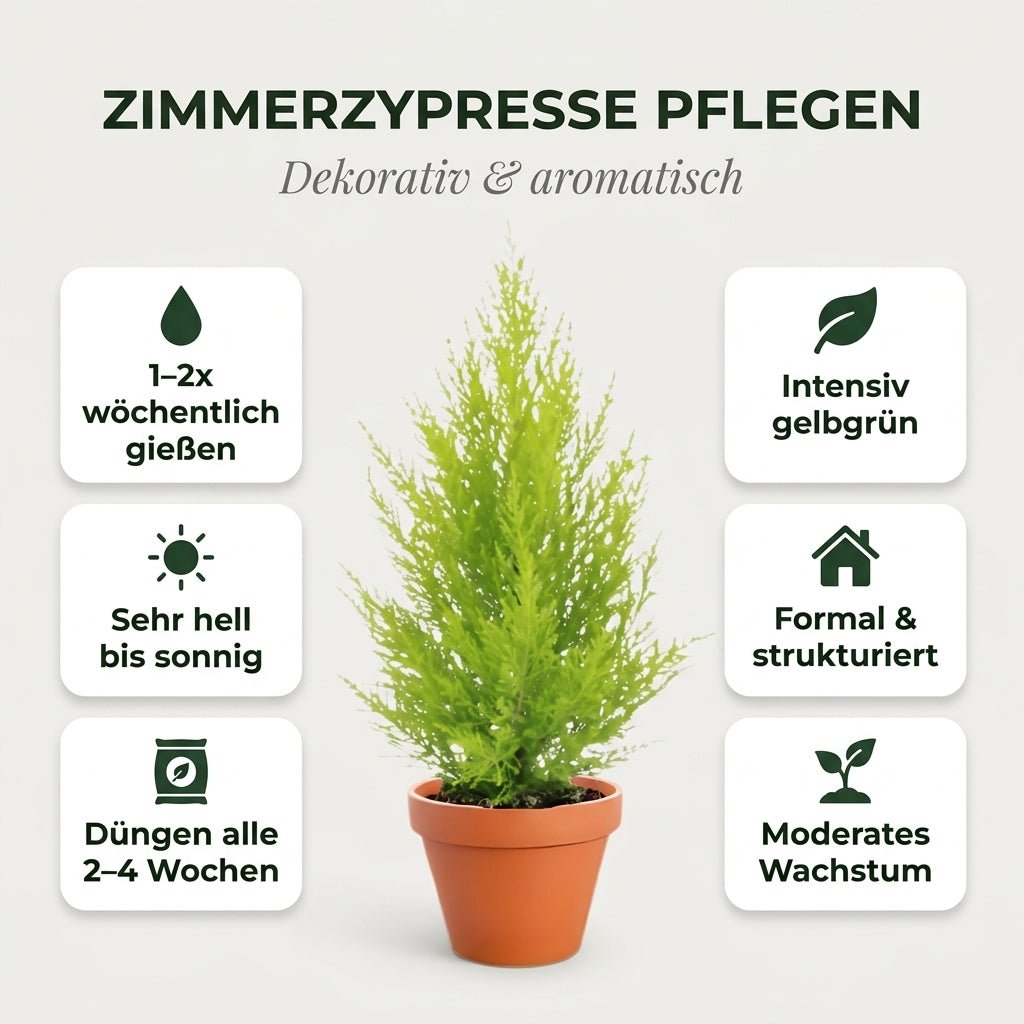 Zimmerzypresse + 3x Seegraskorb | 3er-Set | Goldcrest | ca. 40-50 cm | Ø 12-15 cm Topf - Blume Ideal
