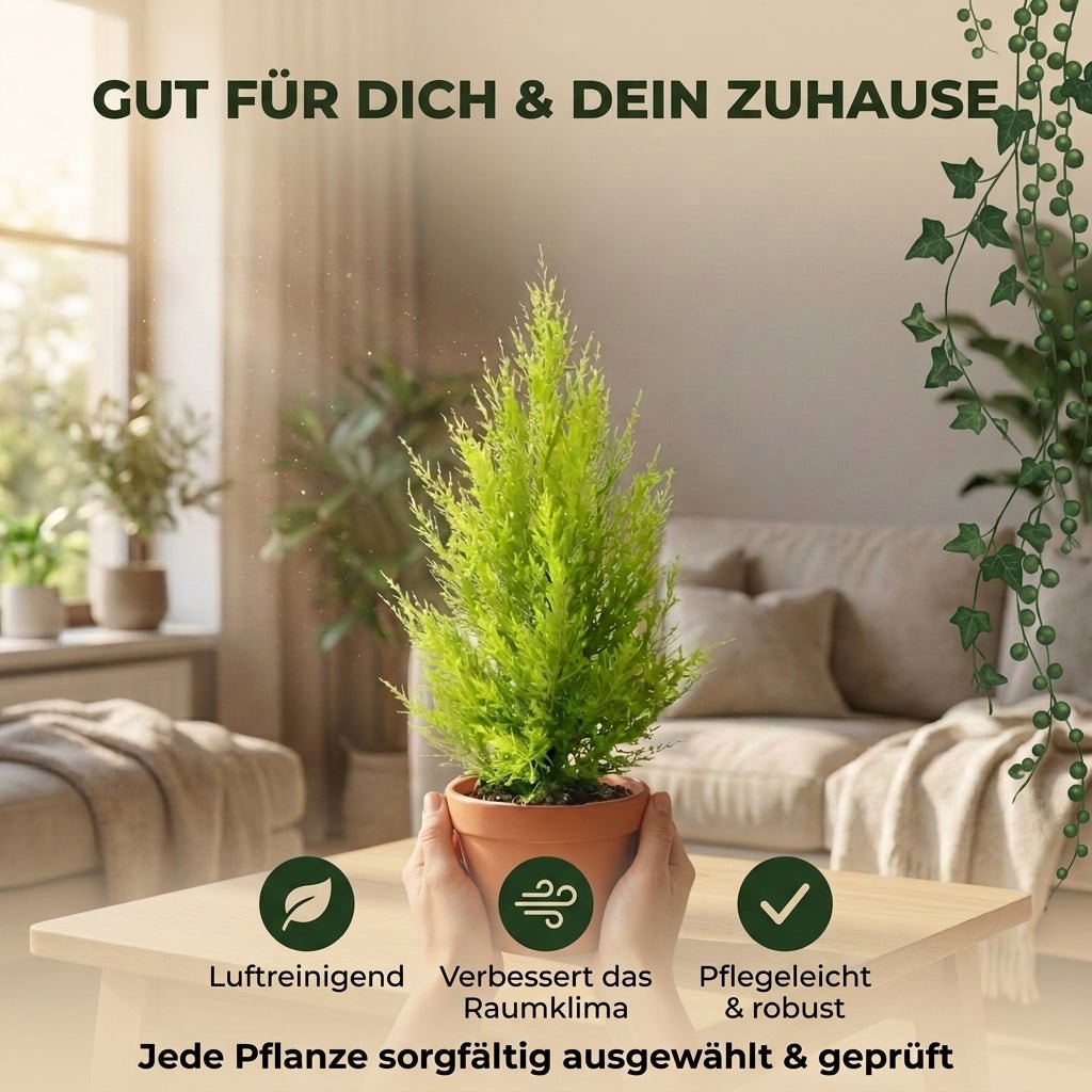 Zimmerzypresse + 3x Seegraskorb | 3er-Set | Goldcrest | ca. 40-50 cm | Ø 12-15 cm Topf - Blume Ideal
