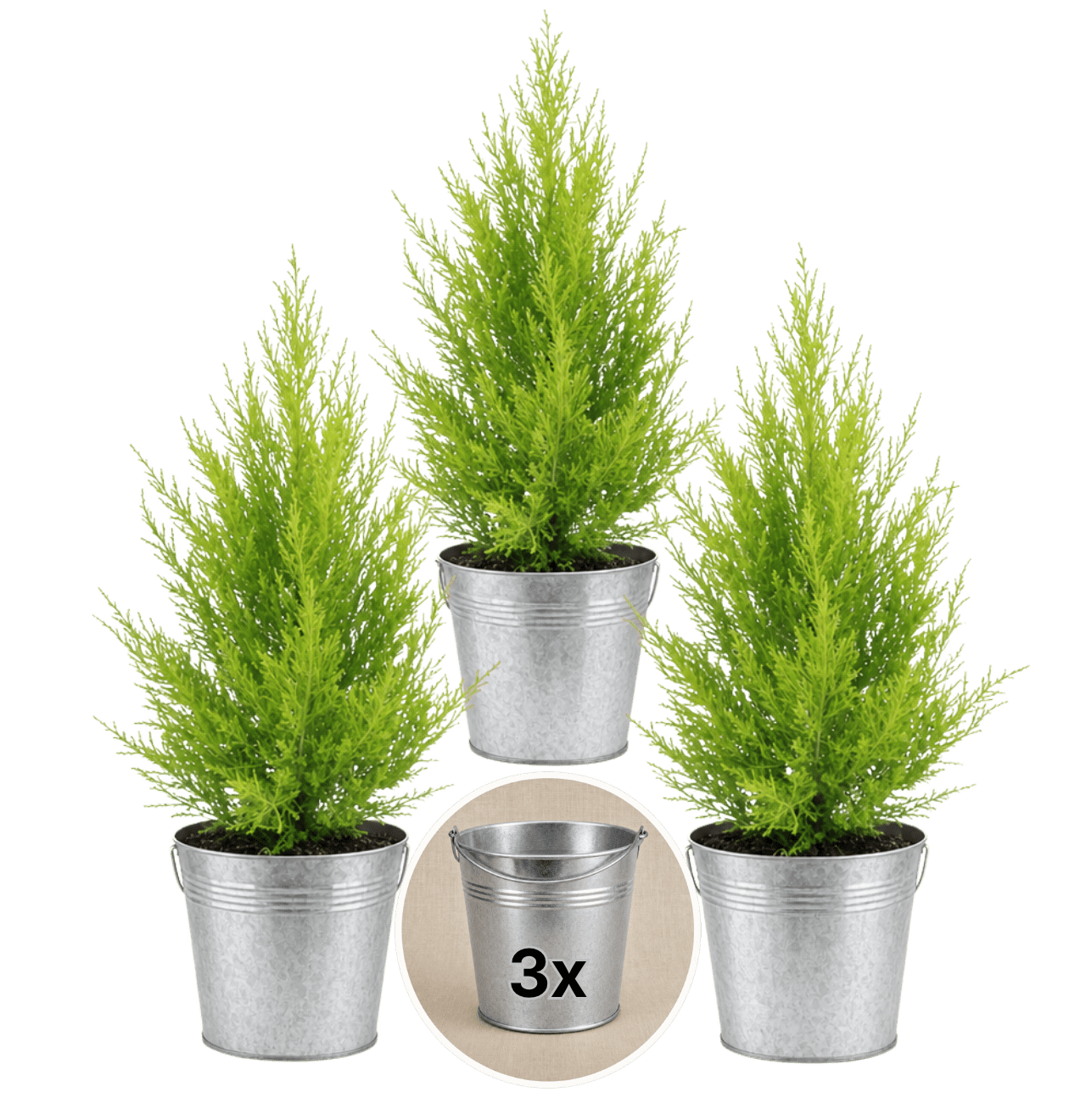 Zimmerzypresse + 3x Zinktopf | 3er-Set | Goldcrest | ca. 40-50 cm | Ø 12-15 cm Topf - Blume Ideal