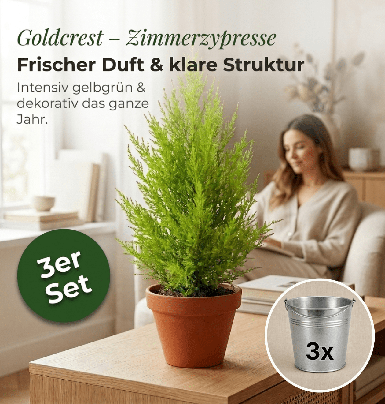 Zimmerzypresse + 3x Zinktopf | 3er-Set | Goldcrest | ca. 40-50 cm | Ø 12-15 cm Topf - Blume Ideal